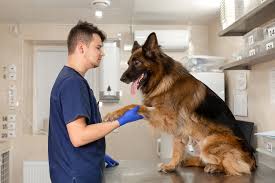 The emergency room technician assists and augments the registered nursing staff in providing high quality patient care in the emergency room. 5 Best Veterinarians In Chicago Top Vets In Chicago