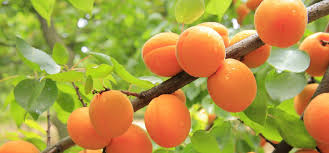 Winter pruning when trees are dormant promotes vigorous growth, so prune then to encourage a good basic struct. Pruing An Apricot Tree Guide Expert Tips By Fantastic Gardeners