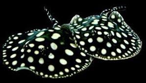 Someday I Will Own You Black Diamond Stingrays Stingray Fish Black Diamond Stingray