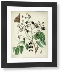 Image result for Pericopsis