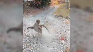 アメリカ・ユタ州】ハイキング中にクーガー（ピューマ）に襲われた人が撮影した動画があまりにも怖すぎる「背を向けたら死ぬやつ」 - Togetter