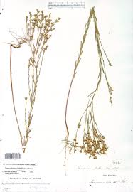 Image result for Limeum sulcatum