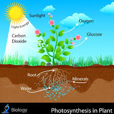 Check spelling or type a new query. How Do Plants Make Their Own Food