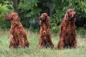 Setter puts you in control with tools, experts, and personalized plans to get your home on autopilot. Irish Setter