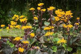 Image result for Lellingeria oosora