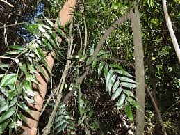 Image result for Arthropteris anniana