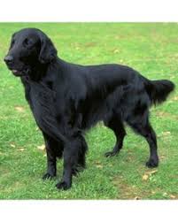 Much like the typical golden retriever, male black golden retrievers weigh between 22 and 24 inches (56 to 61cm), while the. Black Golden Retriever Furosemide