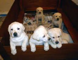 We only have an occasional litter since we do not operate on a large scale. Golden Retriever Lab Mix Pets And Animals For Sale California