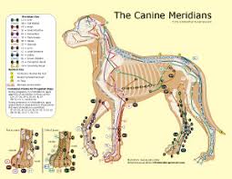 The Canine Meridians Bei Elemental Acupressure