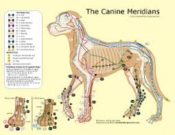 the canine meridians bei elemental acupressure