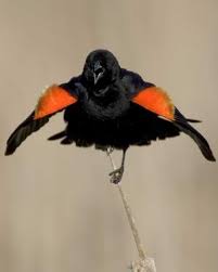 Small Black Bird With Orange Wings Red Winged Blackbird National Audubon Society Birds Black Bird Red Wing Blackbird Birds