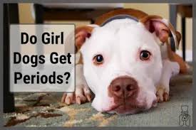 How can i confirm her pregnancy? Do Girl Dogs Get Periods Canine Estrous Cycle Sir Doggie