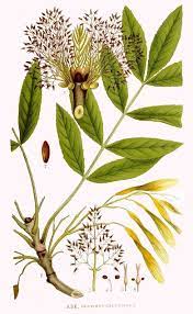 Freixo maciço, verniz acrílico incolor. Fraxinus Excelsior Freixo Arvore Desenho Ilustracao Botanica Botanica