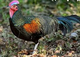 Ayam Hutan Hijau Home Facebook