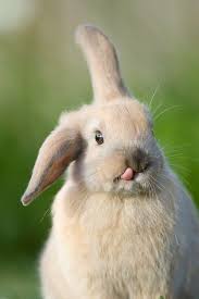 Cutest Thing You Ll See All Day Happy Spring P Animals Beautiful Cute Animals Animals Images