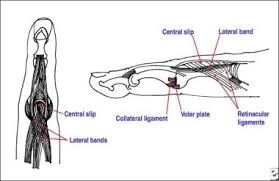 Image result for Finger Anatomy