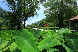The park was established on 27 october 1980. Thale Ban National Park Wikipedia