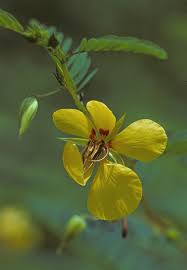 Image result for Chamaecrista paralias