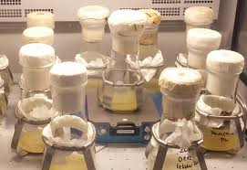 The products include animal cells or plant cell bioreactor, photo bioreactor，solid state fermentor, airlift fermentor, mini bioreactor, pilot fermentor，industrial fermenter and control system, etc. Optical Biomass Measurements In A Salvia Fruticosa Cell Culture