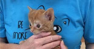 Epingle Sur Chatons