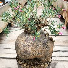 Image result for Oxygonum pachybasis