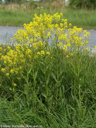 Image result for Berlinia orientalis