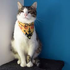 Halloween Cat Bandana Pumpkin Bandana Holiday Pet Bandana Etsy In 2020 Pet Bandana Cat Bandana Dog Bandana