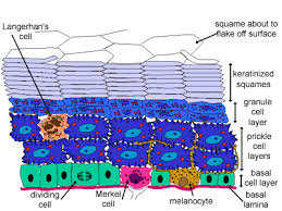These cells migrate throughout the epidermis where they use phagocytosis to remove pathogens trying to enter the body and alert the lymphoid three different types of glands are located in the epidermis. What Cell Types Are Associated With The Epidermis Socratic