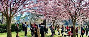 A cherry blossom (or commonly known in japan as sakura) is the flower of any of several trees of genus prunus, particularly the japanese cherry.prunus serrulata (桜 or 櫻; Best Places To See Cherry Blossoms In Toronto Help We Ve Got Kids