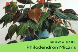 Philo micans are widespread in mexico, the americans and the caribbean. Care Philodendron Micans Archives Philodendron Plant