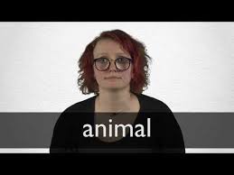 Maybe you would like to learn more about one of these? Animal Definition And Meaning Collins English Dictionary