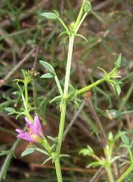 Image result for Fagonia