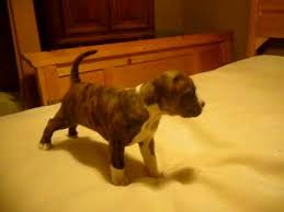 A siamese cat's markings are an example of points. Brindle Pit Bull Puppy Playing Youtube