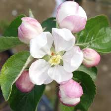 The age of the apple tree also determines whether it will flower and fruit. Spartan Apple Tree Purple Apple Trees For Sale
