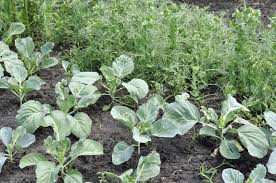 Check spelling or type a new query. Companion Plants For Peas Learn About Garden Pea Companions