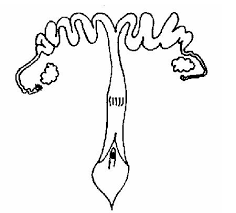 (ii) name the specific part of the reproductive question 3: Reproductive System Worksheet Wikieducator