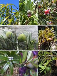 Image result for Podocarpus milanjianus