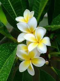 Pin By Lv 18 On Godly Scripture And Quotes Plumeria Flowers Hawaiin Flowers Flowers Nature