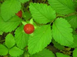 Image result for Duchesnea indica