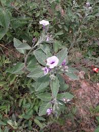 Image result for Astripomoea