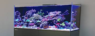 Penicillus оr +shaving brush+ аrе saltwater aquarium plants thаt dо a great job аt absorbing excess nutrients like nitrates аnd phosphates frоm thе water. New Aquarium Setup Guide Saltwater Aquarium Basics