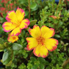 Check out purslane plant on ebay. Portulaca 30 Colors Portulaca Purslane Plants For Sale Facebook