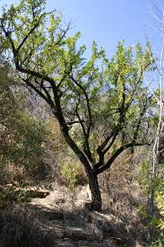 Image result for Gymnosporia glaucophylla