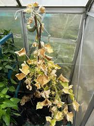 Image result for spider mites on cucumbers