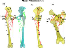 Not many athletes know how to progress to the desired front lever. The Pelvic And Femoral Bone Models With The Hip Abductor And Adductor Download Scientific Diagram