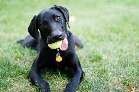 150 Funny Dog Names For Your Hilarious Pet Daily Paws