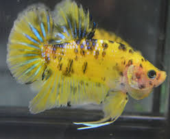 Live Betta Fish Awesome Yellow Black Koi Halfmoon Plakat Male Breeder Stock Betta Betta Fish Betta Fish Tank