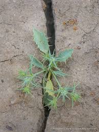 Image result for Vitellariopsis