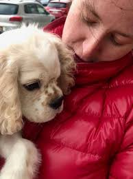 Wonderful news! Adorable 4 month old DUKE (now re-named Henry) was adopted  yesterday by a prior AACSR adopter and dedicated foster, Amy. Amy lost her  beloved Cocker Spaniel, Ollie (adopted from Abandoned