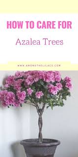 Pin On Best Of Among The Lilacs